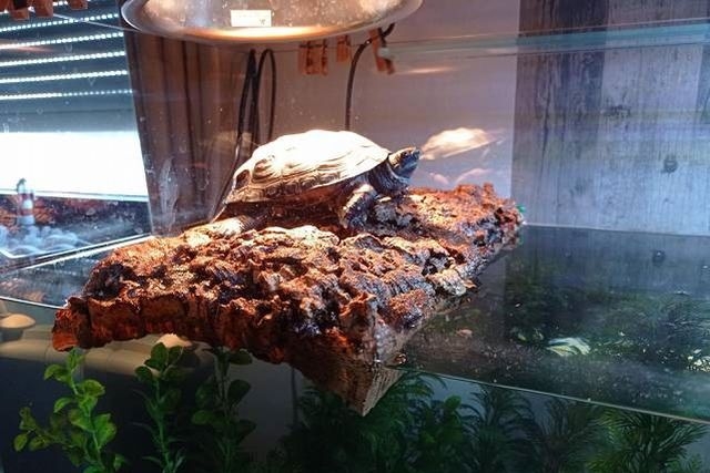 Korková dubová kůra – různá použití