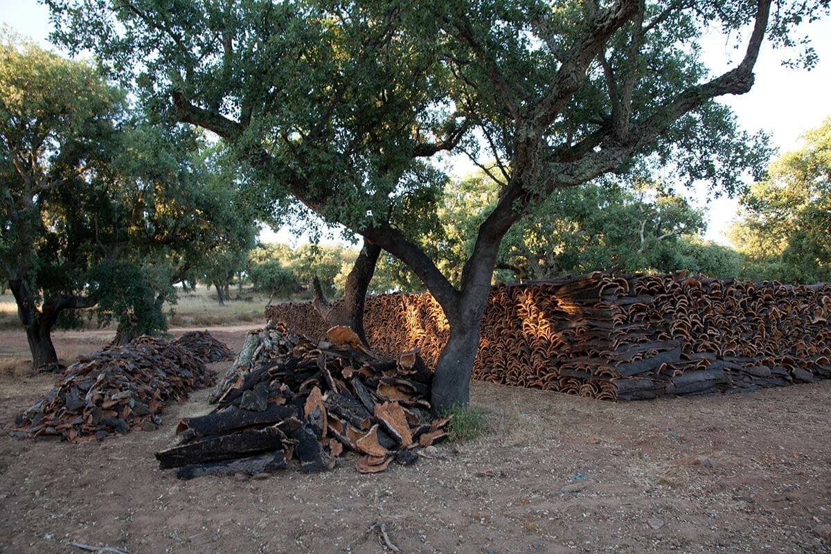 Zajímavá fakta o korku